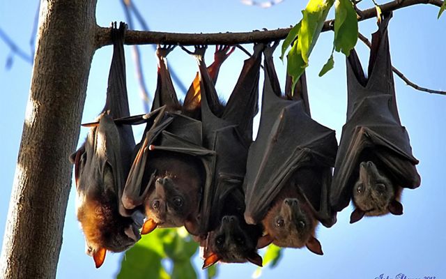 batties
